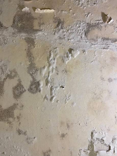 Best Commercial Mold Remediation in Rocky Ford, CO
