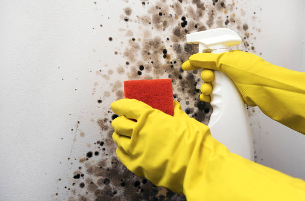 Best Residential Mold Remediation in Rocky Ford, CO
